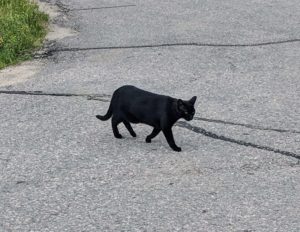 Guffy-Mayor-greets-us