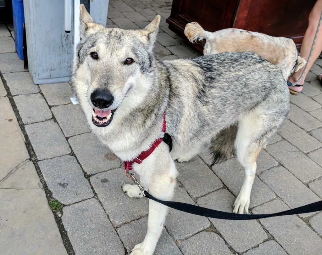 good dog wolf